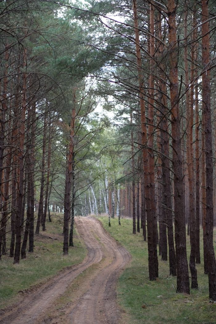 A peaceful dirt path meandering through a dense pine forest in spring.