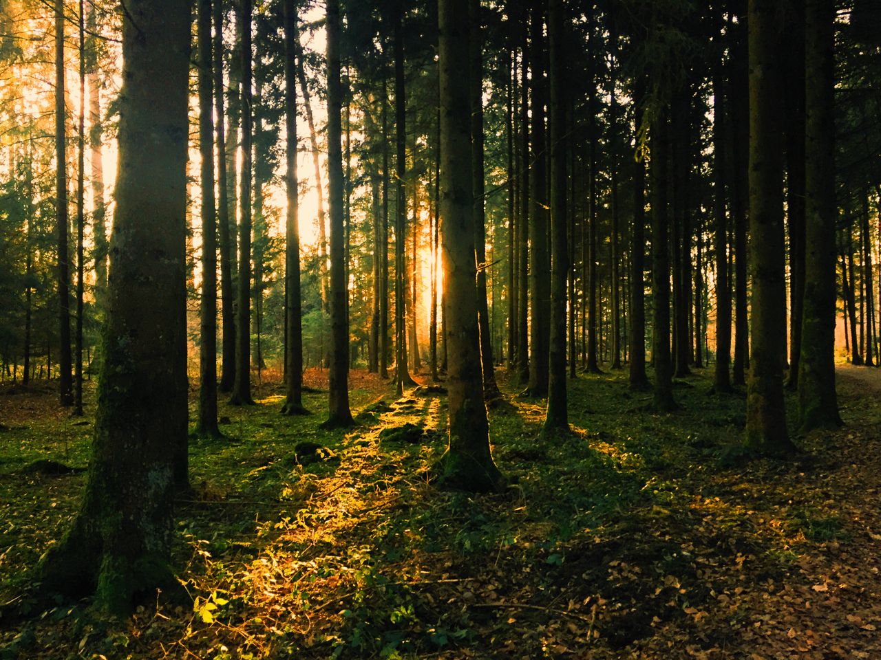 about-us Captivating sunset in a conifer forest, showcasing sunbeams and a peaceful natural landscape.