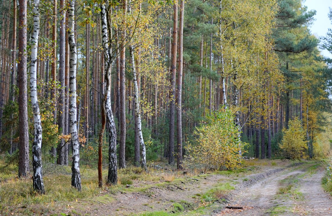 who-we-are Serene autumn forest trail with birch and pine trees in Zielona Góra, Poland.