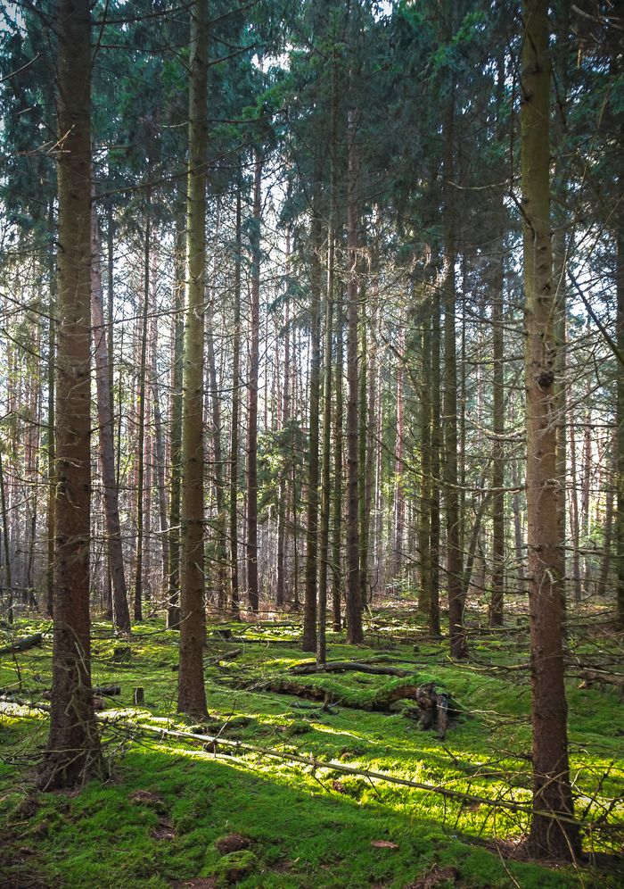 Sunlit forest scene in Hohen Neuendorf, showcasing tall coniferous trees and a lush green carpet.